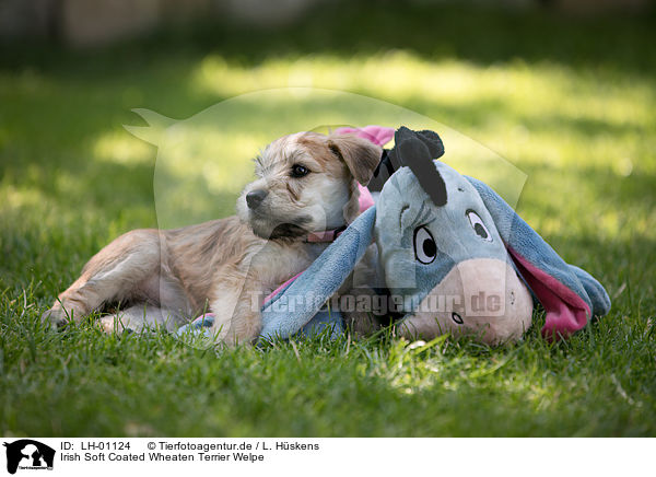 Irish Soft Coated Wheaten Terrier Welpe / LH-01124