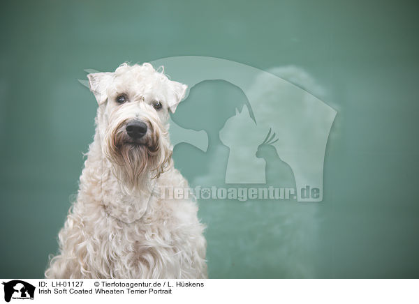 Irish Soft Coated Wheaten Terrier Portrait / Irish Soft Coated Wheaten Terrier Portrait / LH-01127