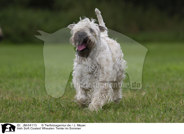 Irish Soft Coated Wheaten Terrier im Sommer / Irish Soft Coated Wheaten Terrier in the summer / JM-04113