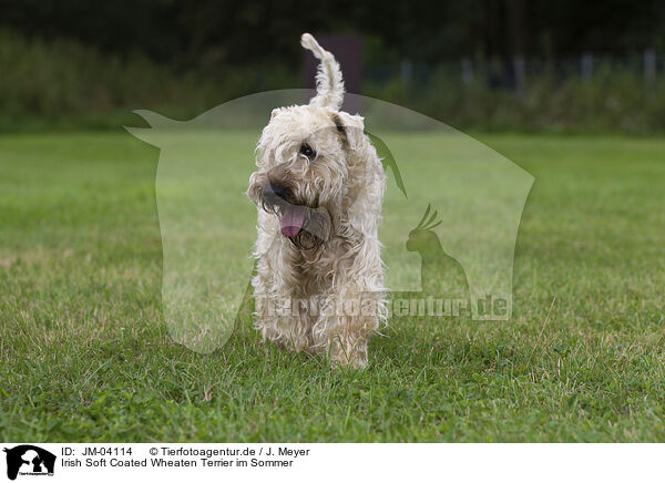 Irish Soft Coated Wheaten Terrier im Sommer / Irish Soft Coated Wheaten Terrier in the summer / JM-04114