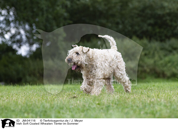Irish Soft Coated Wheaten Terrier im Sommer / Irish Soft Coated Wheaten Terrier in the summer / JM-04116