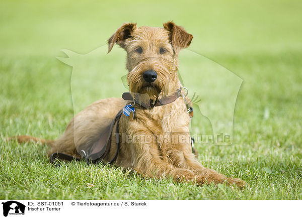 Irischer Terrier / SST-01051