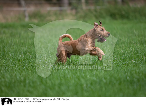 rennender Irischer Terrier / KF-01839