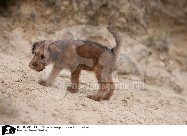 Irischer Terrier Welpe / KF-01844