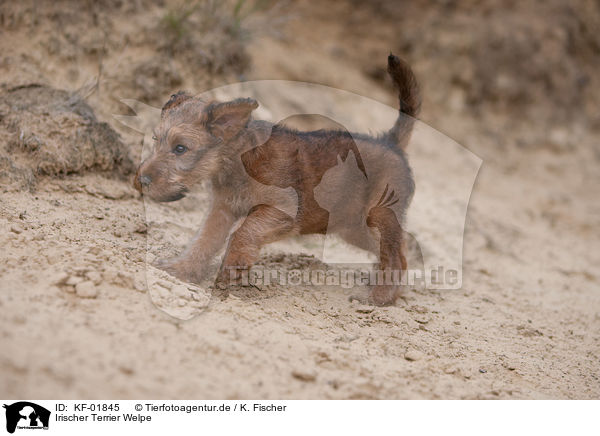 Irischer Terrier Welpe / KF-01845