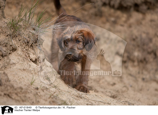 Irischer Terrier Welpe / KF-01849