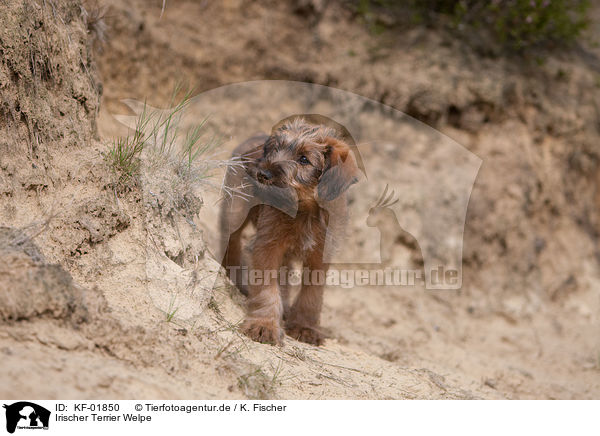 Irischer Terrier Welpe / KF-01850