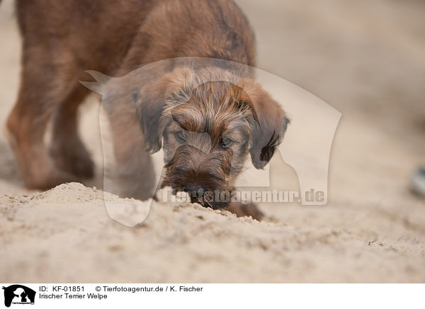 Irischer Terrier Welpe / KF-01851