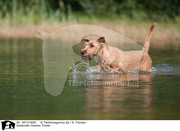 badender Irischer Terrier / KF-01856