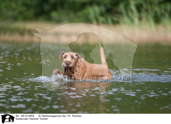badender Irischer Terrier / KF-01858
