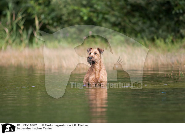 badender Irischer Terrier / KF-01862