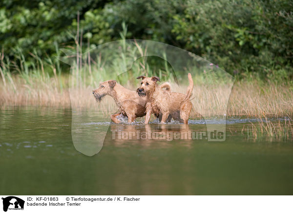 badende Irischer Terrier / KF-01863