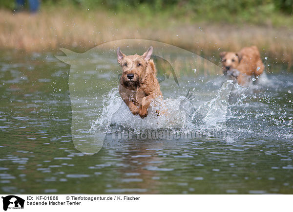 badende Irischer Terrier / KF-01868