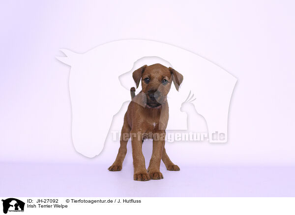 Irish Terrier Welpe / JH-27092