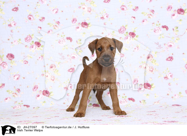 Irish Terrier Welpe / JH-27097