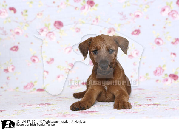 liegender Irish Terrier Welpe / JH-27105