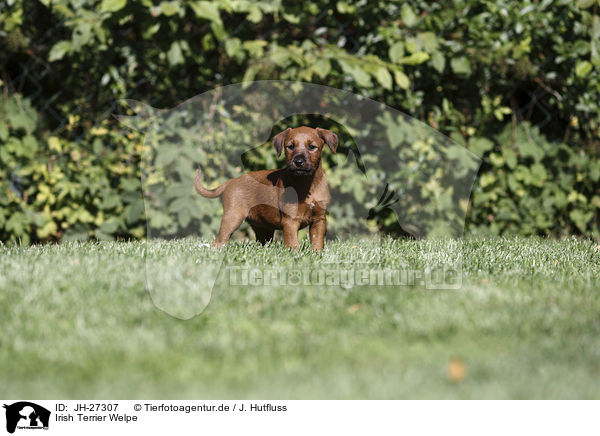 Irish Terrier Welpe / JH-27307