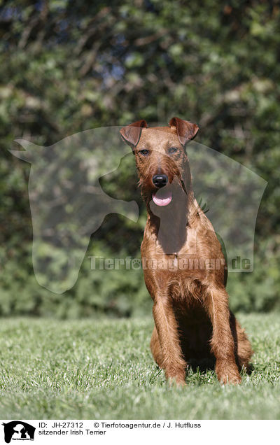 sitzender Irish Terrier / JH-27312