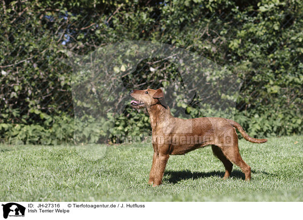 Irish Terrier Welpe / JH-27316