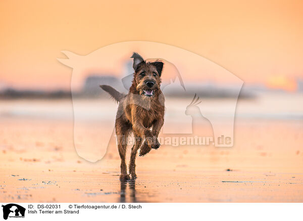 Irish Terrier am Strand / DS-02031