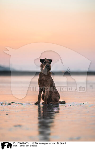 Irish Terrier am Strand / DS-02063