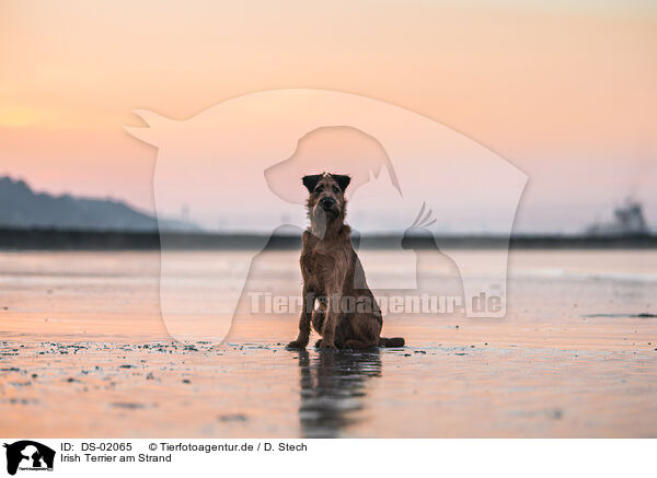 Irish Terrier am Strand / Irish Terrier at the beach / DS-02065