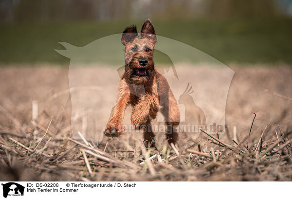 Irish Terrier im Sommer / Irish Terrier in summer / DS-02208