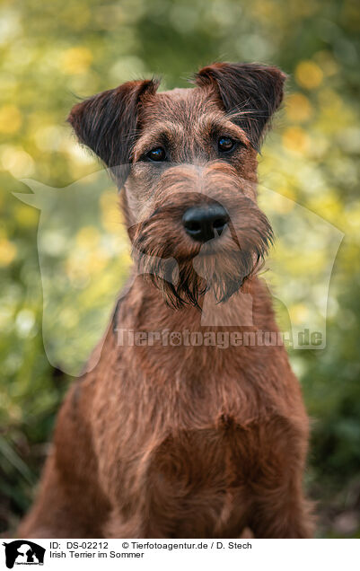 Irish Terrier im Sommer / Irish Terrier in summer / DS-02212