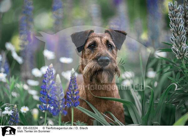 Irish Terrier im Sommer / Irish Terrier in summer / DS-02224