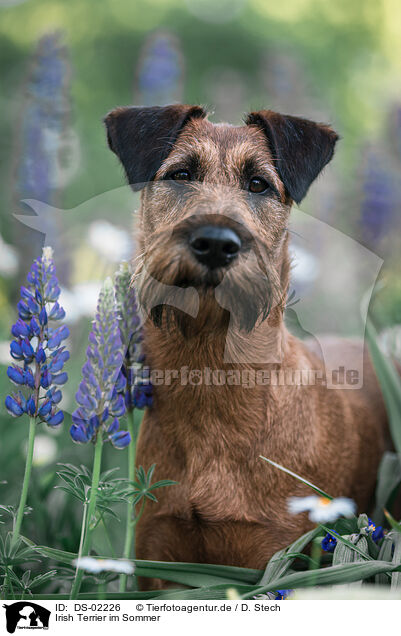 Irish Terrier im Sommer / Irish Terrier in summer / DS-02226