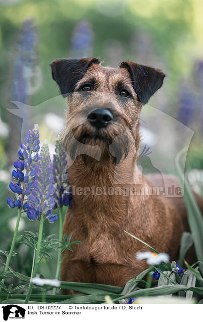 Irish Terrier im Sommer / Irish Terrier in summer / DS-02227