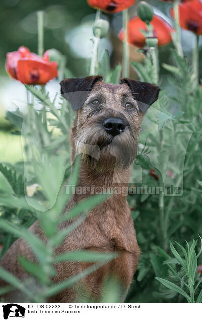 Irish Terrier im Sommer / Irish Terrier in summer / DS-02233