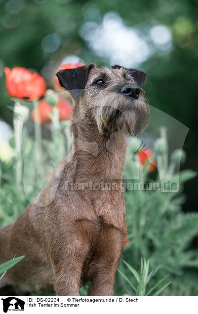 Irish Terrier im Sommer / Irish Terrier in summer / DS-02234