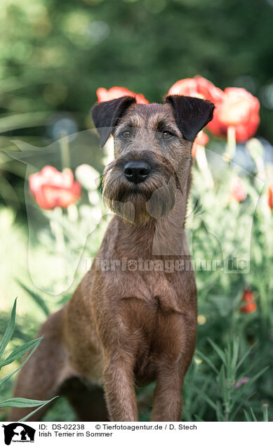 Irish Terrier im Sommer / Irish Terrier in summer / DS-02238