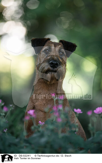 Irish Terrier im Sommer / Irish Terrier in summer / DS-02241