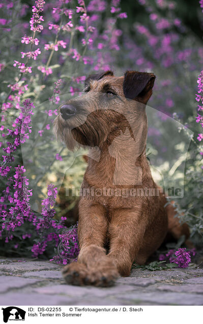 Irish Terrier im Sommer / Irish Terrier in summer / DS-02255