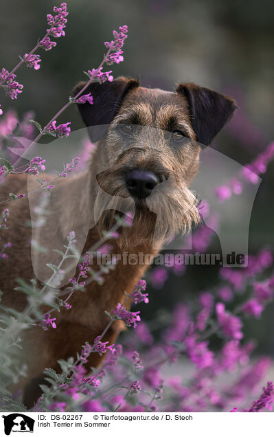 Irish Terrier im Sommer / DS-02267