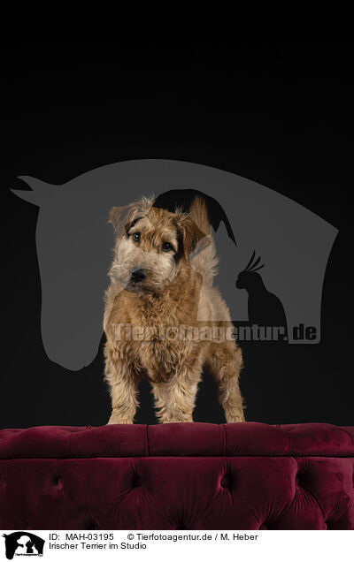 Irischer Terrier im Studio / MAH-03195