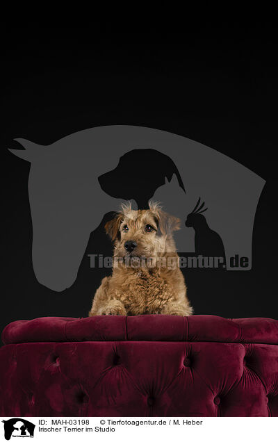 Irischer Terrier im Studio / MAH-03198
