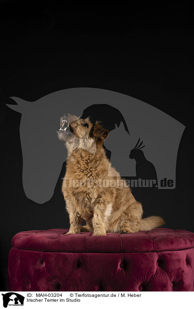 Irischer Terrier im Studio / MAH-03204