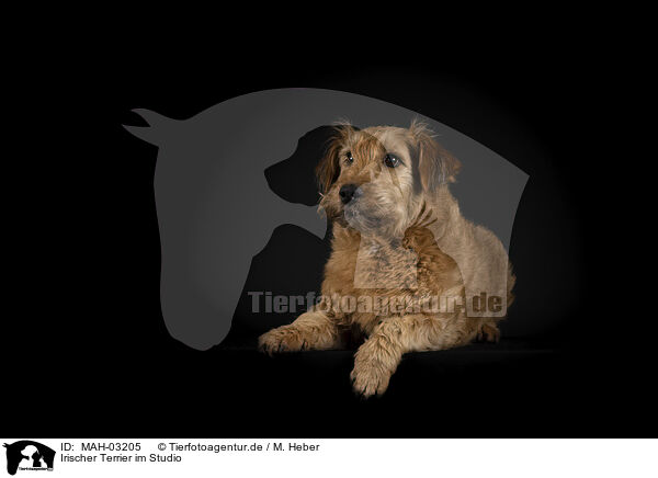 Irischer Terrier im Studio / MAH-03205
