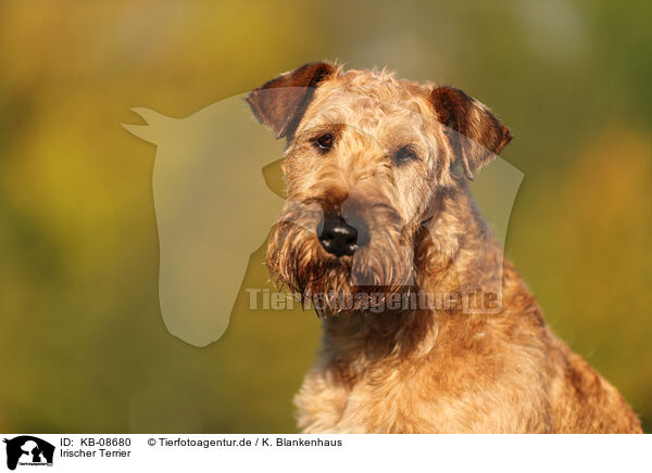 Irischer Terrier / KB-08680