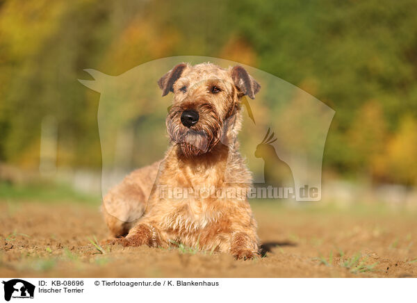Irischer Terrier / KB-08696