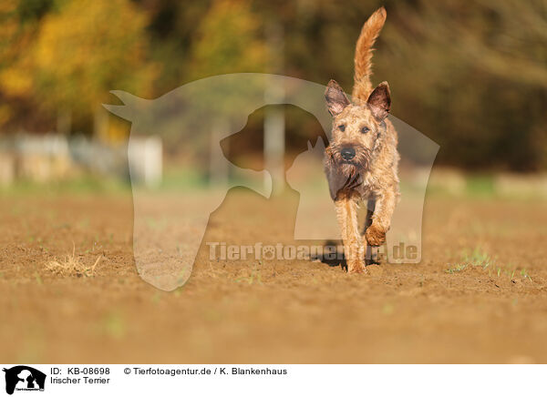 Irischer Terrier / KB-08698