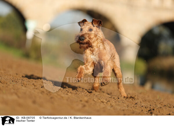 Irischer Terrier / Irish Terrier / KB-08705