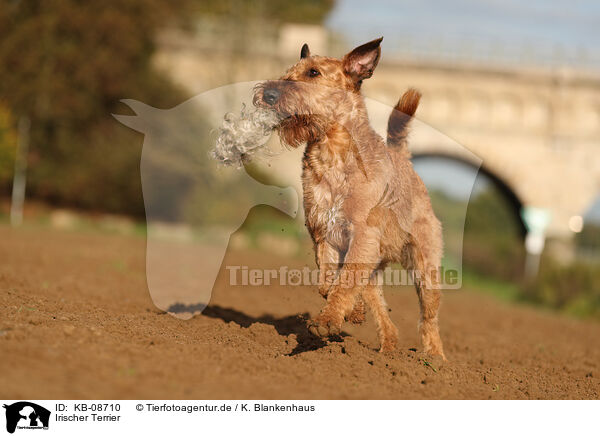 Irischer Terrier / KB-08710