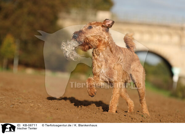 Irischer Terrier / KB-08711
