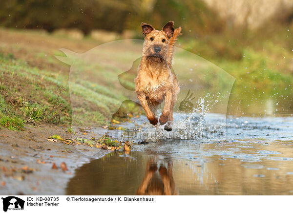 Irischer Terrier / Irish Terrier / KB-08735