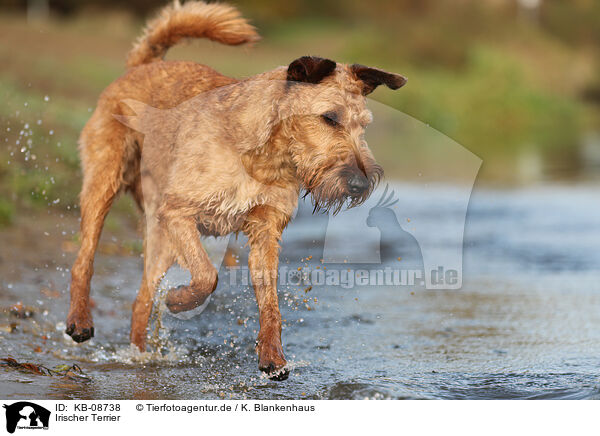 Irischer Terrier / Irish Terrier / KB-08738