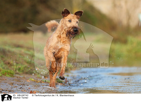 Irischer Terrier / Irish Terrier / KB-08742